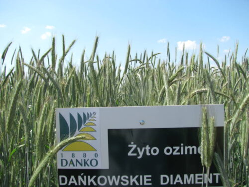 żyto zalecane odmiany