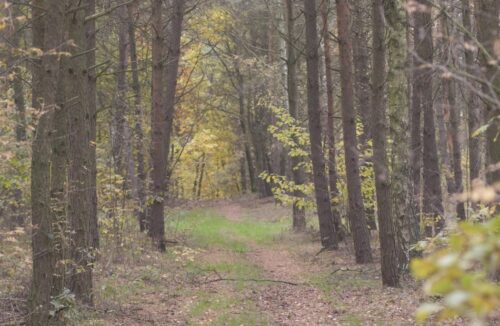 wylesianie Ziemi, Koalicja Klimatyczna, ekspansja rolnictwa, Maria Staniszewska, Lasy Państwowe