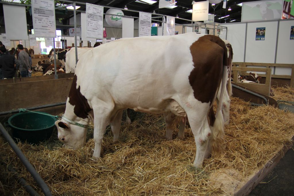 targi SPACE 2015, bydło, Francja