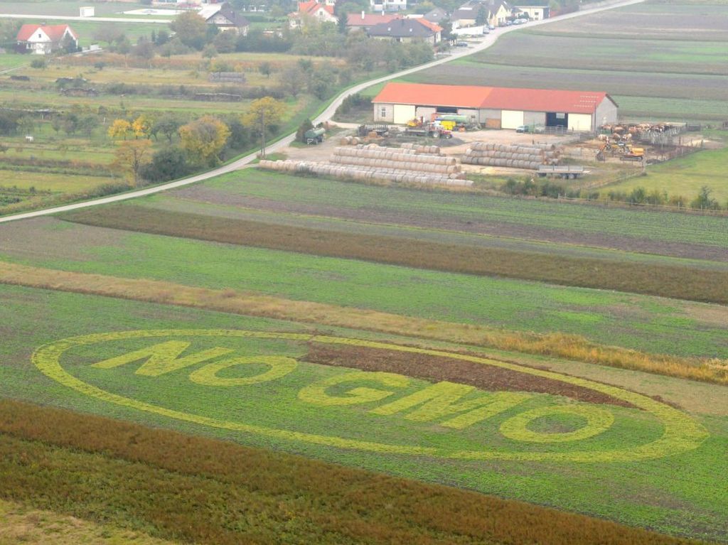 żywność genetycznie modyfikowana, gmo, marek sawicki