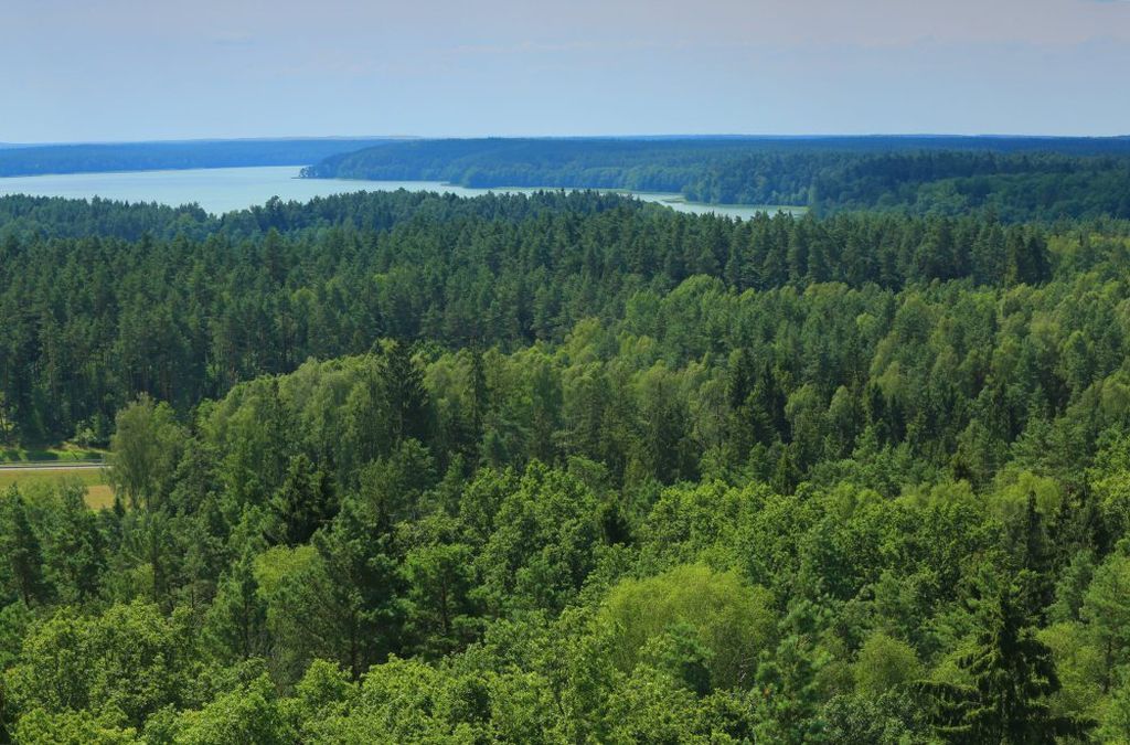 nowela ustawy o lasach, prywatyzacja lasów, andrzej duda
