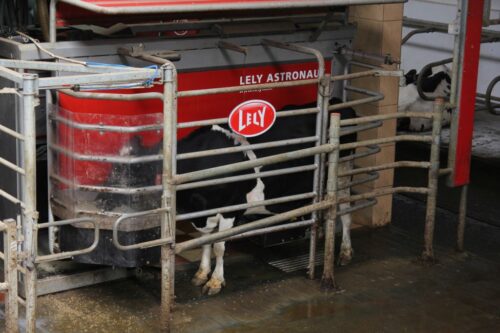 lely, obora, krowy mleczne, modernizacja
