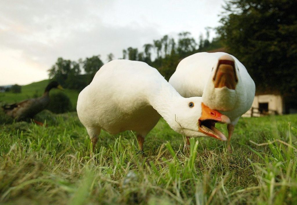 akcja Gęsina na św. Marcina, dania z gęsiny, Slow Food Polska