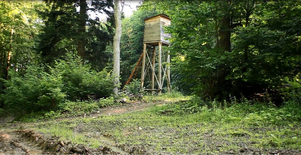 myśliwi, ambona, las