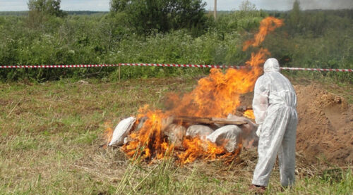 asf, ukraina, świnie domowe, pomór