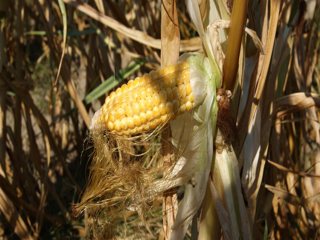 biopaliwa, bioetanol, kukurydza, wytwórnia, producent, chiny