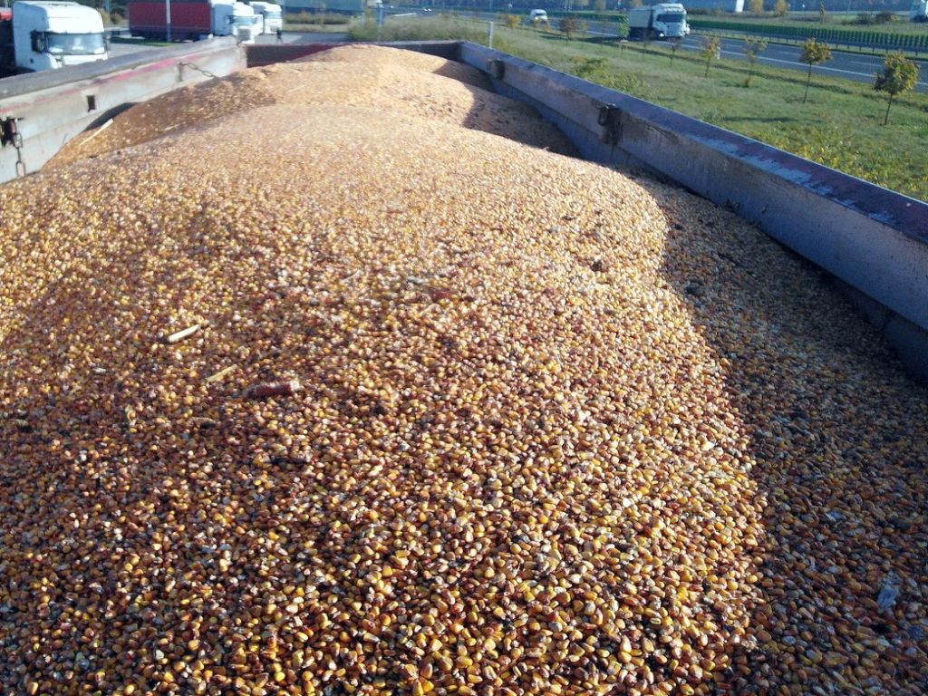 Lubelska Izba Rolnicza, import ziarna z Ukrainy, ceny zbóż, rzepak, kukurydza