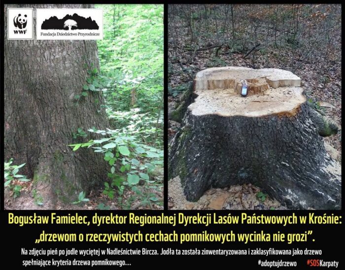 las, drzewa, wycinka, Krosno, Bircza, przyroda, ekolodzy