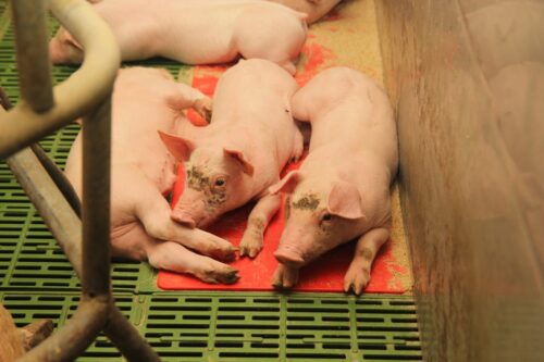 ped, epidemiczna biegunka świń, prosięta, Wielka Brytania
