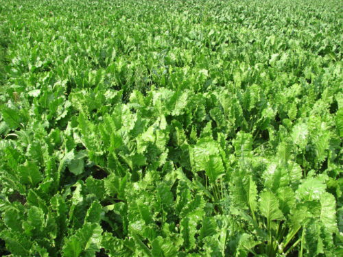 nowe odmiany, buraki cukrowe, krajowy rejestr