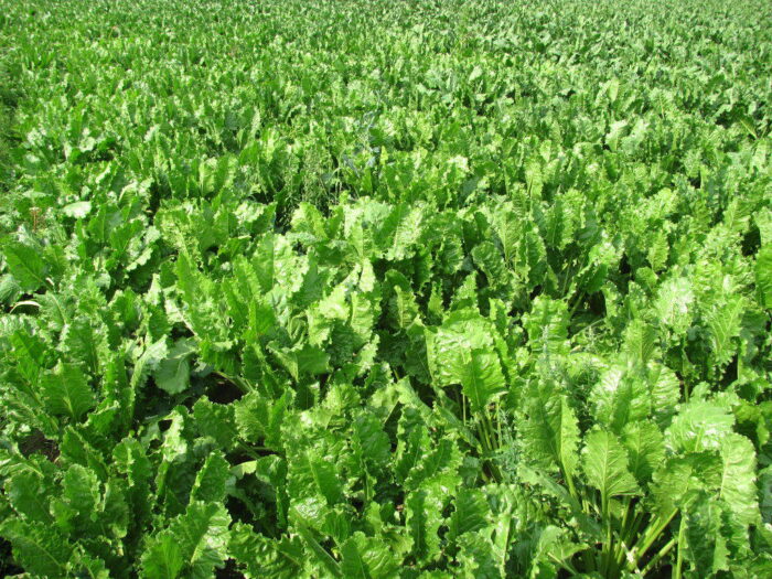 nowe odmiany, buraki cukrowe, krajowy rejestr