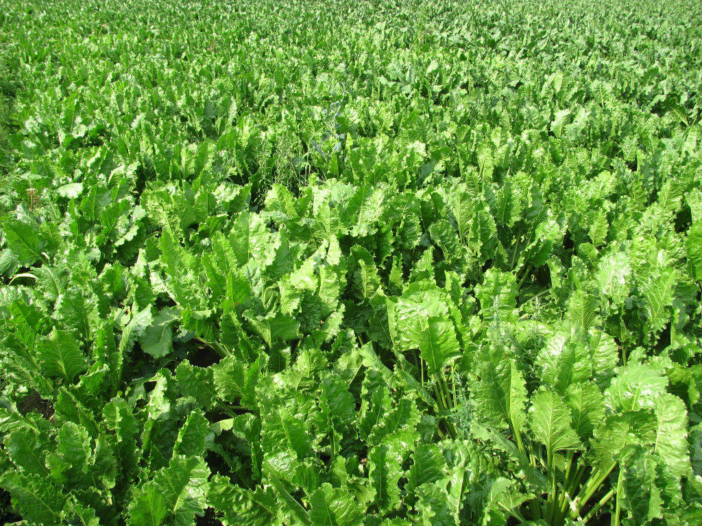 nowe odmiany, buraki cukrowe, krajowy rejestr