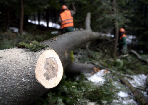 Regionalna Dyrekcja Lasów Państwowych w Krośnie, edward marszałek, pozyskiwanie drewna