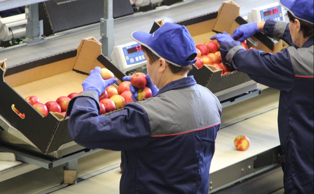 eksport żywności, sektor rolno-spożywczy, agrobiznes, żywność