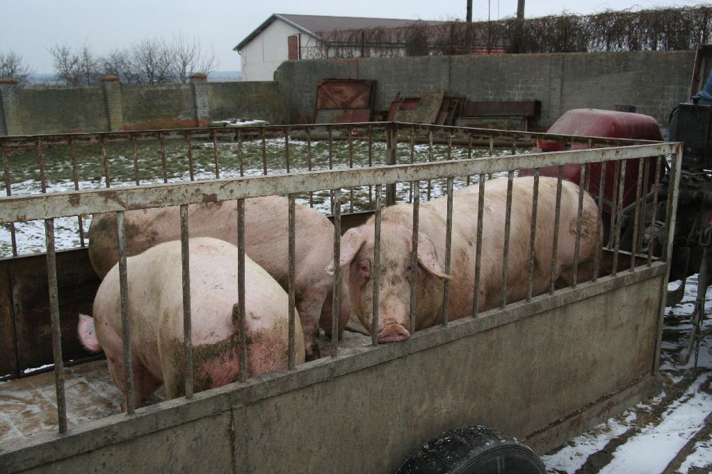trzoda chlewna, świenie, podaż na rynku, ceny wieprzowiny