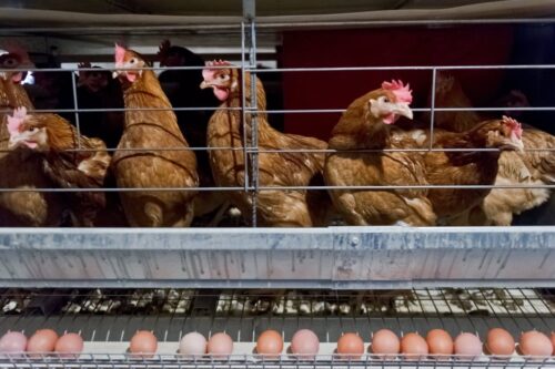 Krajowa Izba Producentów Drobiu i Pasz w Poznaniu, import piskląt, eksport piskląt