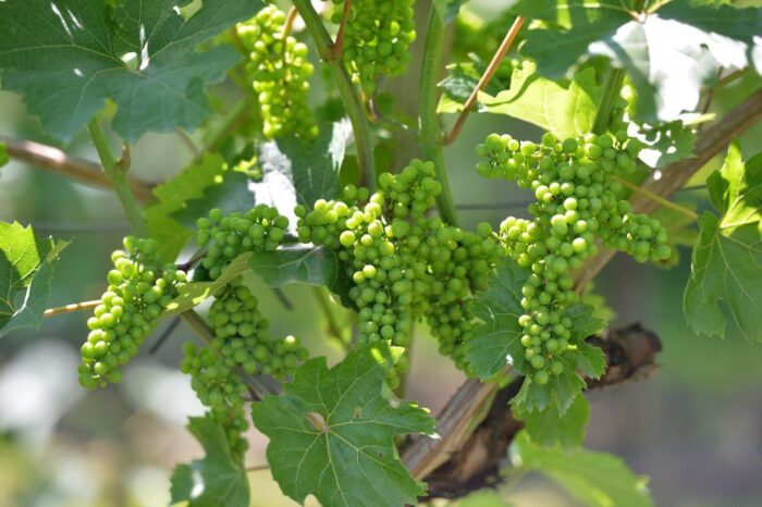 wino