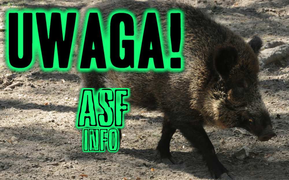 ASF informacja