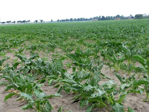 podatek cukrowy, Związek Plantatorów Buraka Cukrowego, Józef Pawela