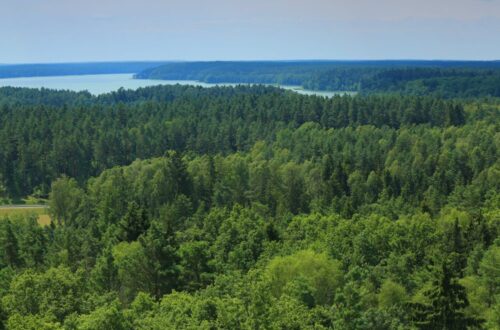 lasy państwowe, pierwokup prywatnych gruntów leśnych, nowela ustawy o lasach