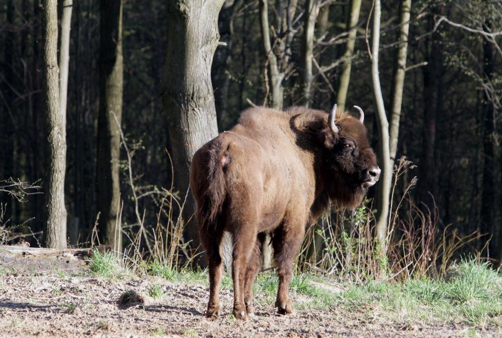 żubry, dzierżawa łąk, Białowieski Park narodowy, Narodowy Fundusz Ochrony Środowiska, konkurs