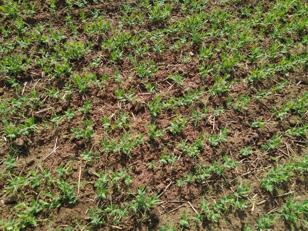 groch siewny, odmiana Audit, plantacja, Szczutowo