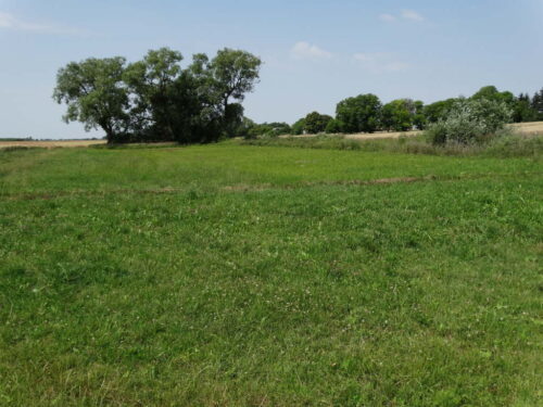 trawa, łąka