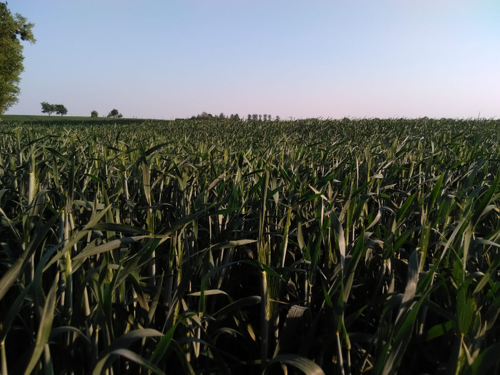 pszenżyto ozime, plantacja