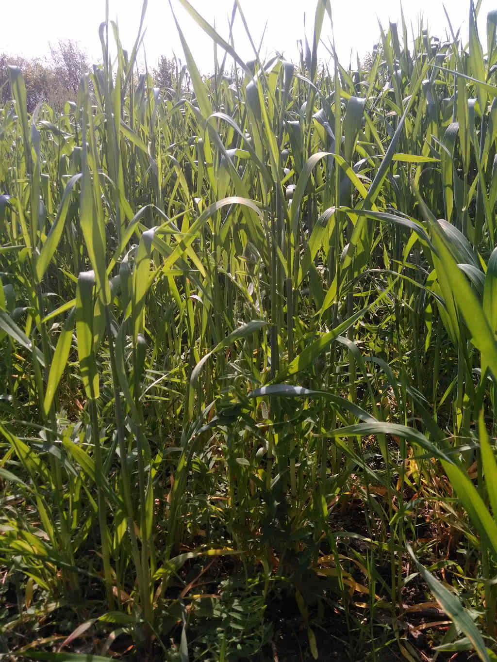 mieszanka żyta z wyką, sianokiszonka, plantacja, Szczutowo