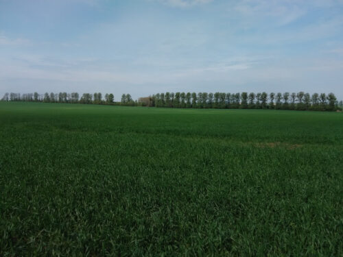 pszenżyto ozime, plantacja, kondycja roślin, Szczutowo