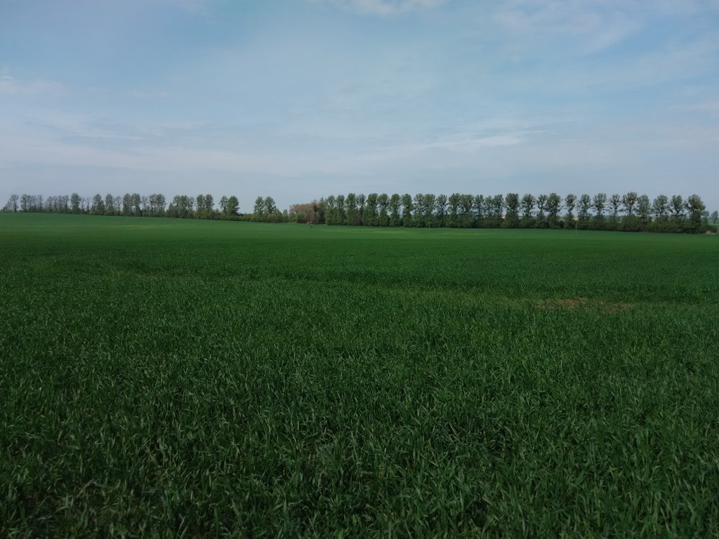 pszenżyto ozime, plantacja, kondycja roślin, Szczutowo