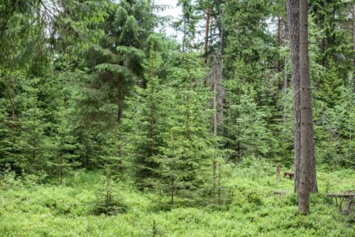 wycinka puszczy białowieskiej, puszcza białowieska, komisja europejska, jan szyszko