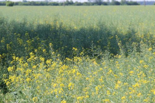 rzepak, uprawa rzepaku, biopaliwa, żywność, Ministerstwo Energii