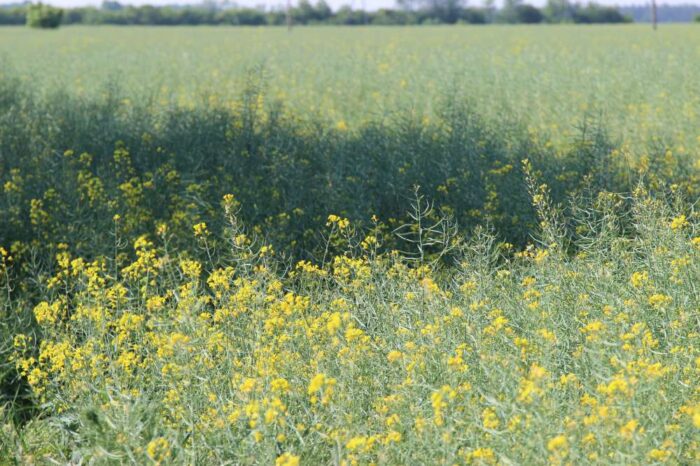rzepak, uprawa rzepaku, biopaliwa, żywność, Ministerstwo Energii