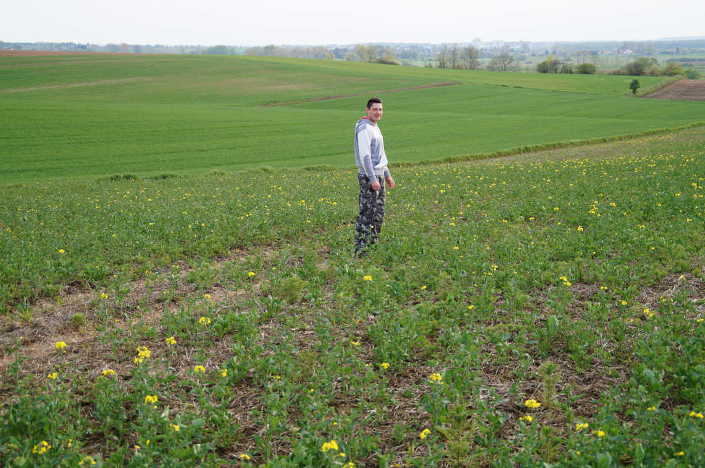 rzepak ozimy, kwitnienie rzepaku, stan plantacji, Brodzica