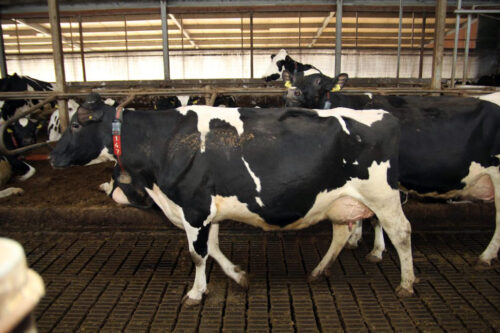 Zdrowe Wymię, higiena udojowa, strzyk, wymię, mastitis, środowisko, legowisko, dój, korytarz przepędowy, bakterie