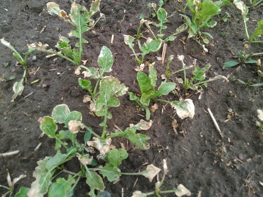 buraki cukrowe, plantacja, samosiewy rzepaku, chwasty, Szczutowo