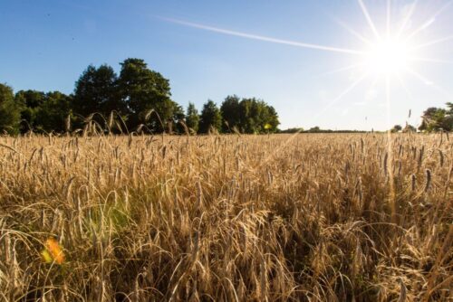 susza rolnicza, klimatyczny bilans wodny, kbw, Instytut Uprawy Nawożenia i Gleboznawstwa, IUNG