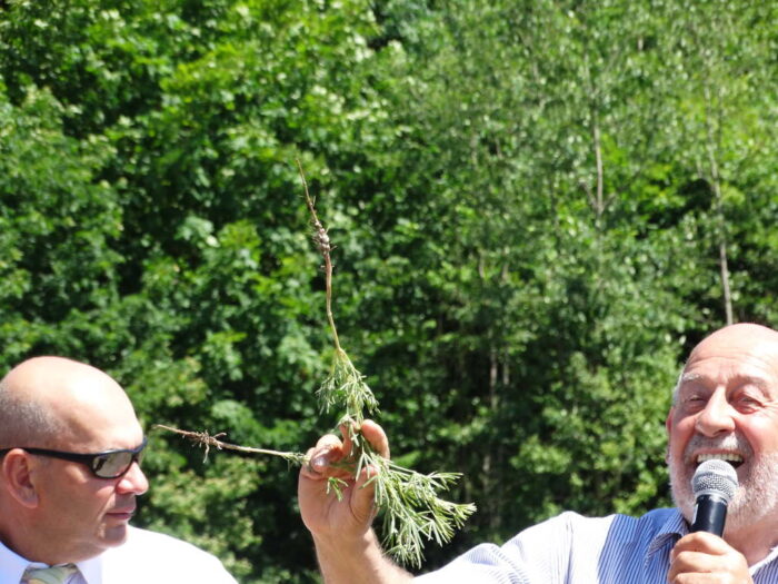 łubin, pole