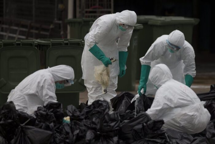 ptasia grypa, hongkong, ptasia grypa h7n9, chiny