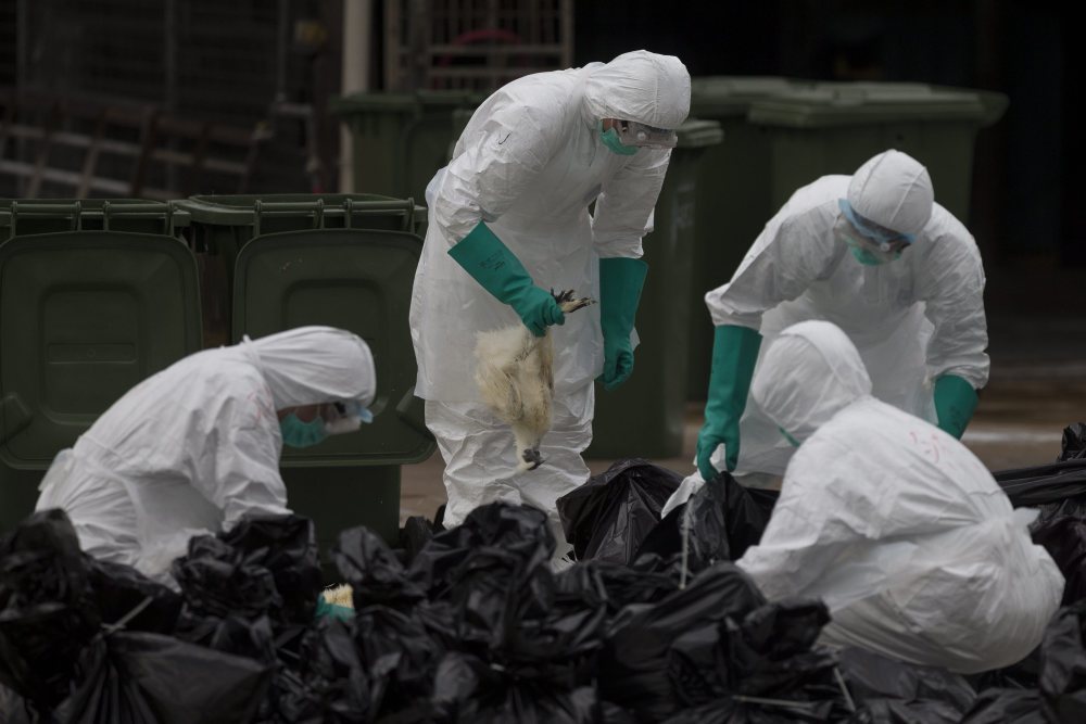 ptasia grypa, hongkong, ptasia grypa h7n9, chiny