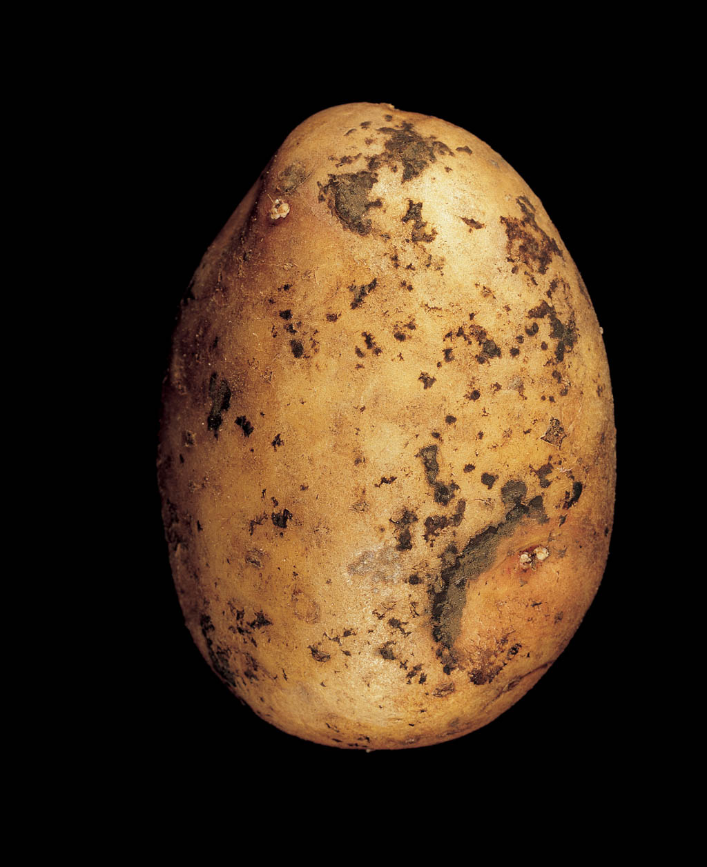 rhizoctonia ziemniaka