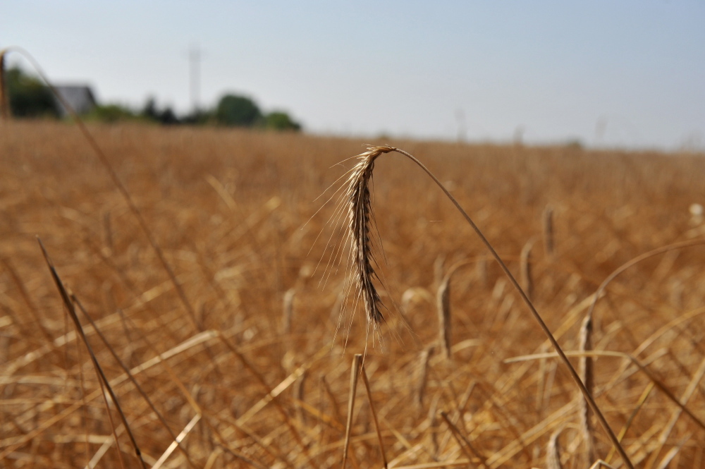 susza rolnicza, klimatyczny bilans wodny, kbw, Instytut Uprawy Nawożenia i Gleboznawstwa, IUNG