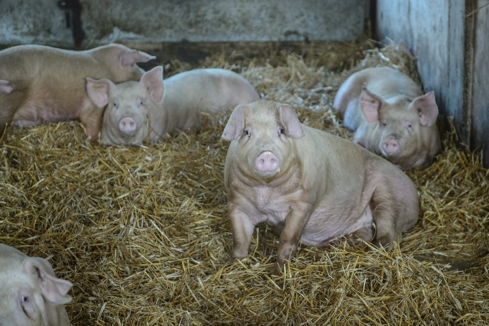 program bioasekuracji, hodowla trzody chlewnej, świnie, asf, lekarze weterynarii