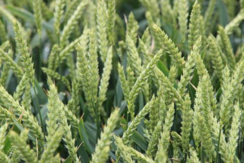 Belkar, Korvetto, Arylex, Corteva Agriscience