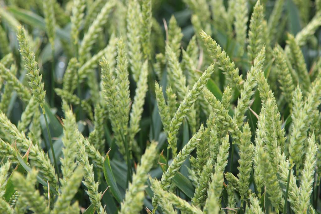 Belkar, Korvetto, Arylex, Corteva Agriscience