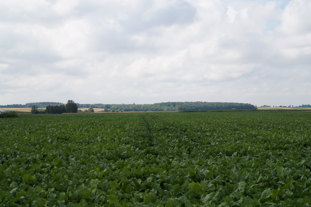 buraki cukrowe, chwościk, plantacja, Brodzica