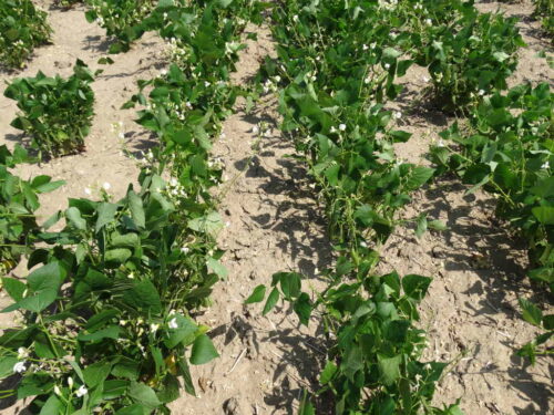 fasola, plantacja