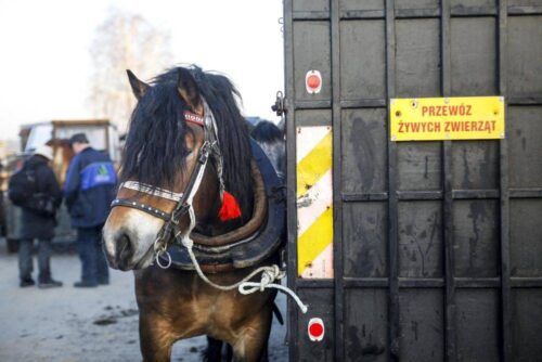sprzedaż zwierząt na targu, handel zwierzętami, MRiRW, wzmożone kontrole, Inspekcja Weterynaryjna