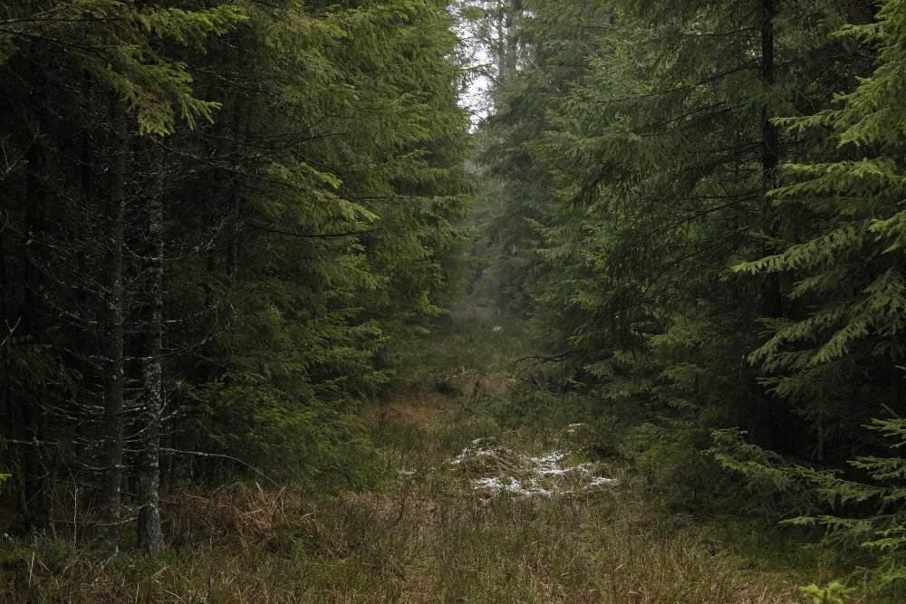 Puszcza Białowieska, ministerstwo środowiska, drewno, kornik drukarz, ekolodzy
